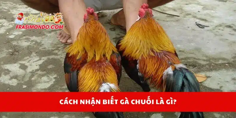 Cách nhận biết gà chuối là gì?