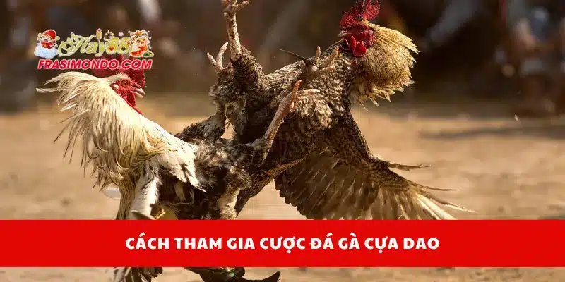 Cách tham gia cược đá gà cựa dao