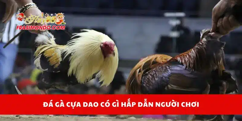 Đá gà cựa dao có gì hấp dẫn người chơi