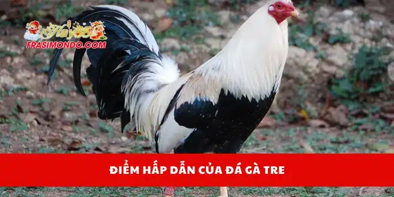 Điểm hấp dẫn của đá gà tre