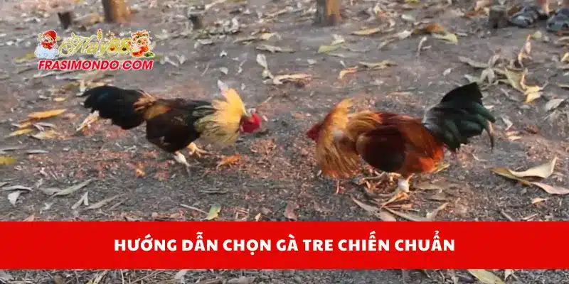 Hướng dẫn chọn gà tre chiến chuẩn
