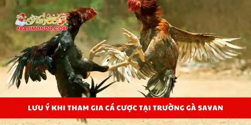 Lưu ý khi tham gia cá cược tại trường gà Savan