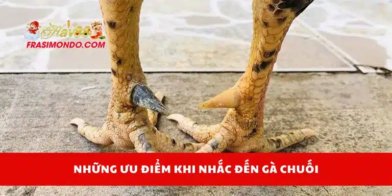 Những ưu điểm khi nhắc đến gà chuối