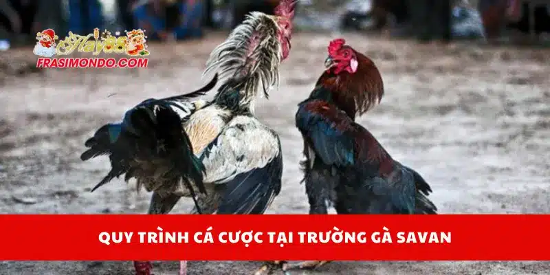Quy trình cá cược tại trường gà Savan