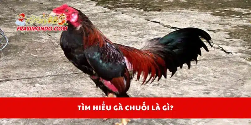 Tìm hiểu gà chuối là gì?