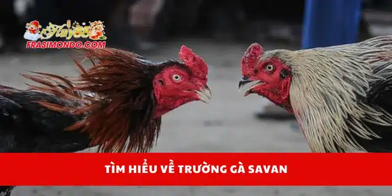Tìm hiểu về trường gà Savan